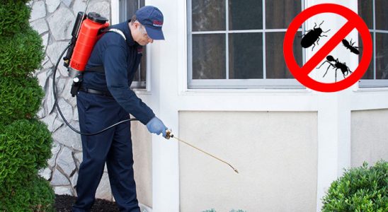 Finike Kemirgen İlaçlama böcek ilaçlama ve haşere kontrolü — ilaclama-tr.com